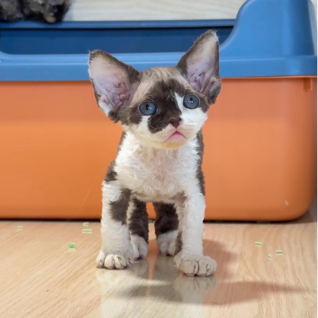 德文卷毛猫咖白色弟弟2个月包邮【猫咪活体】