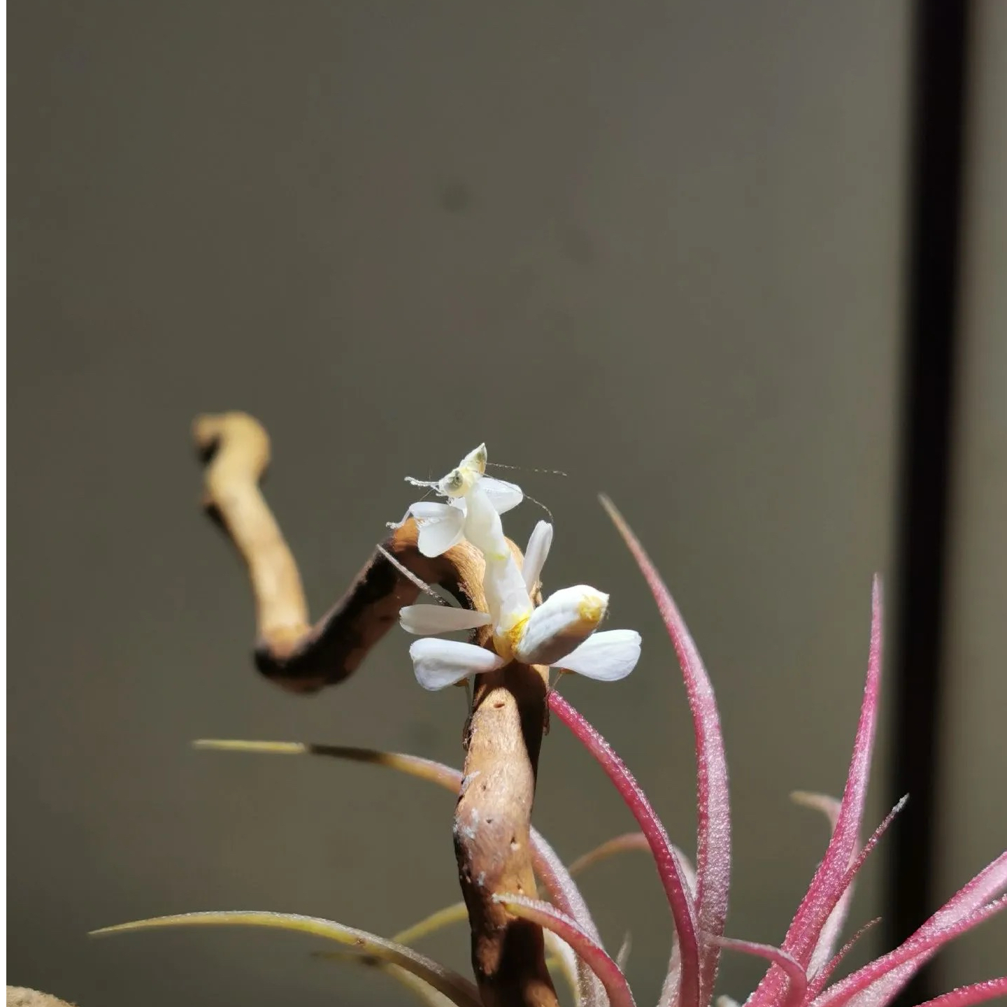 鑫诺爬宠专属改价链接