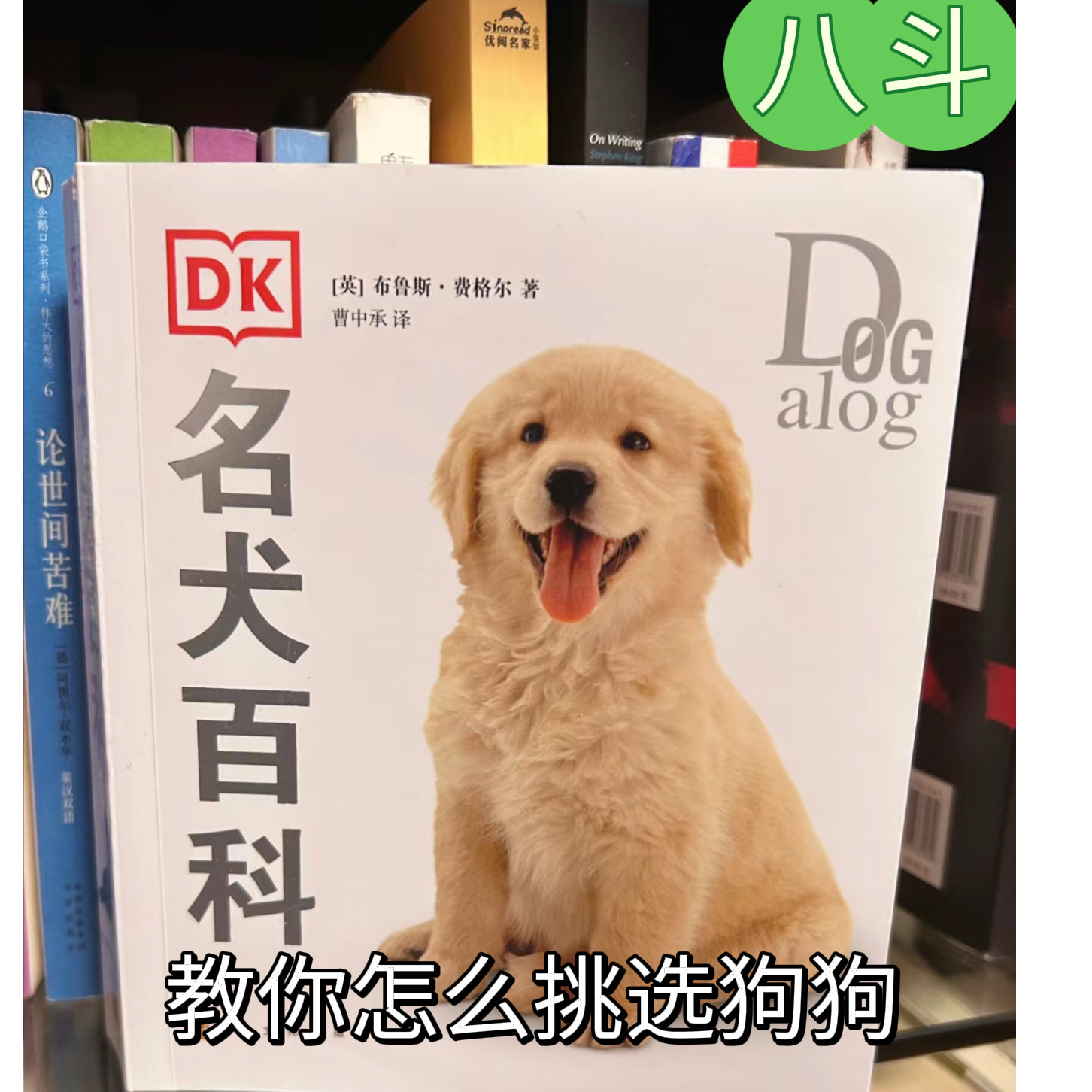 八斗教你怎么挑选狗狗