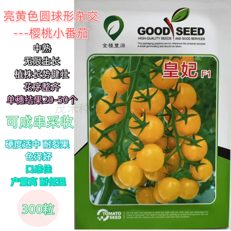 皇妃亮黄色球形杂交樱桃小番茄无限生长硬度适中耐裂果口感佳高产