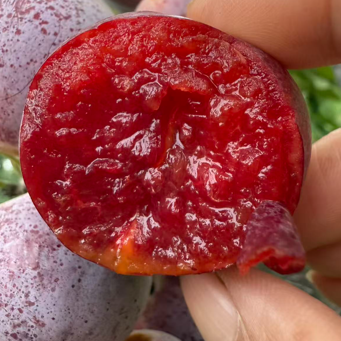 拉特索丹李子树苗。祼根苗，不包活，果树苗