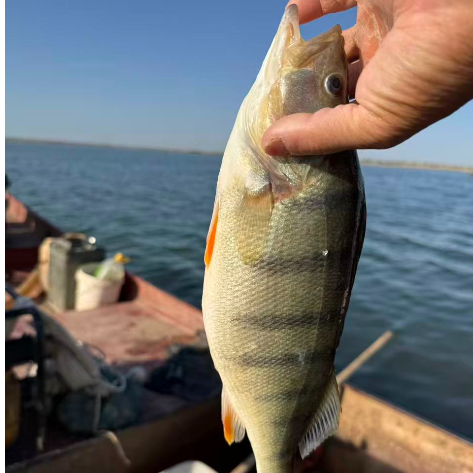 新鲜五道黑（现捞现卖）