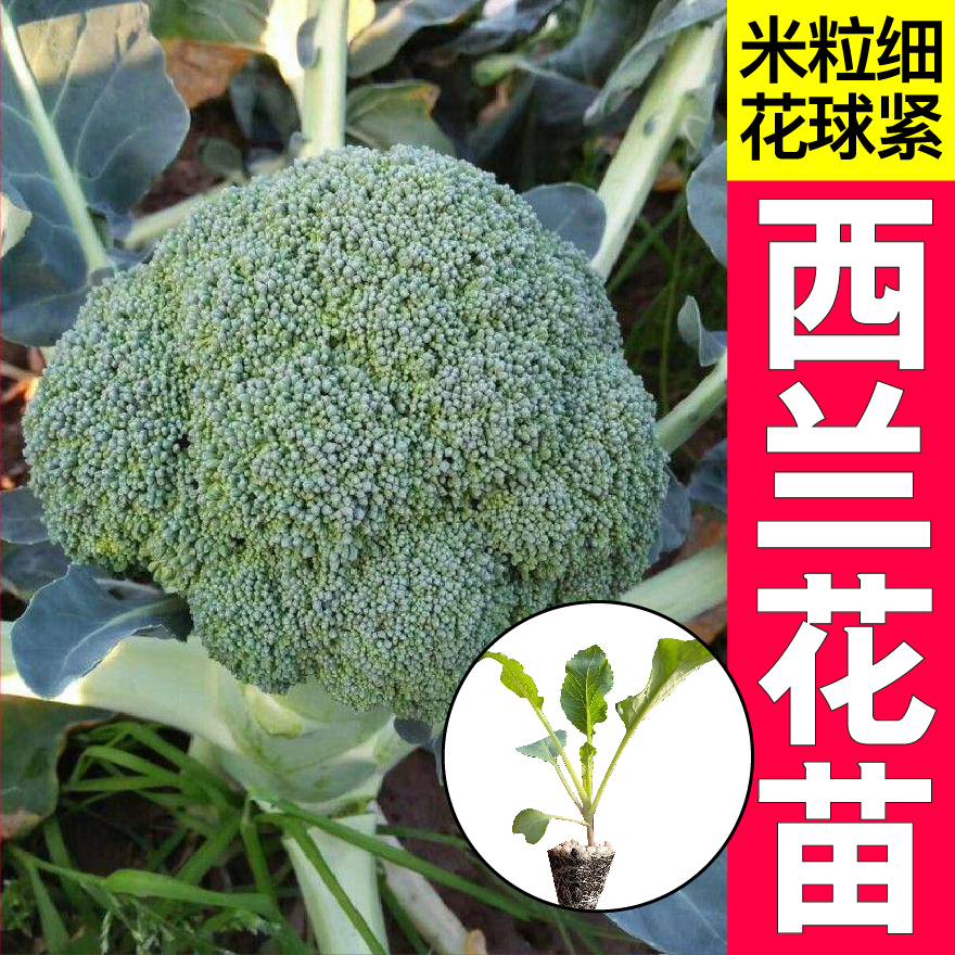 优质西兰花秧苗高产露天种植青梗菜青花菜阳台盆栽耐寒抗冻蔬菜苗