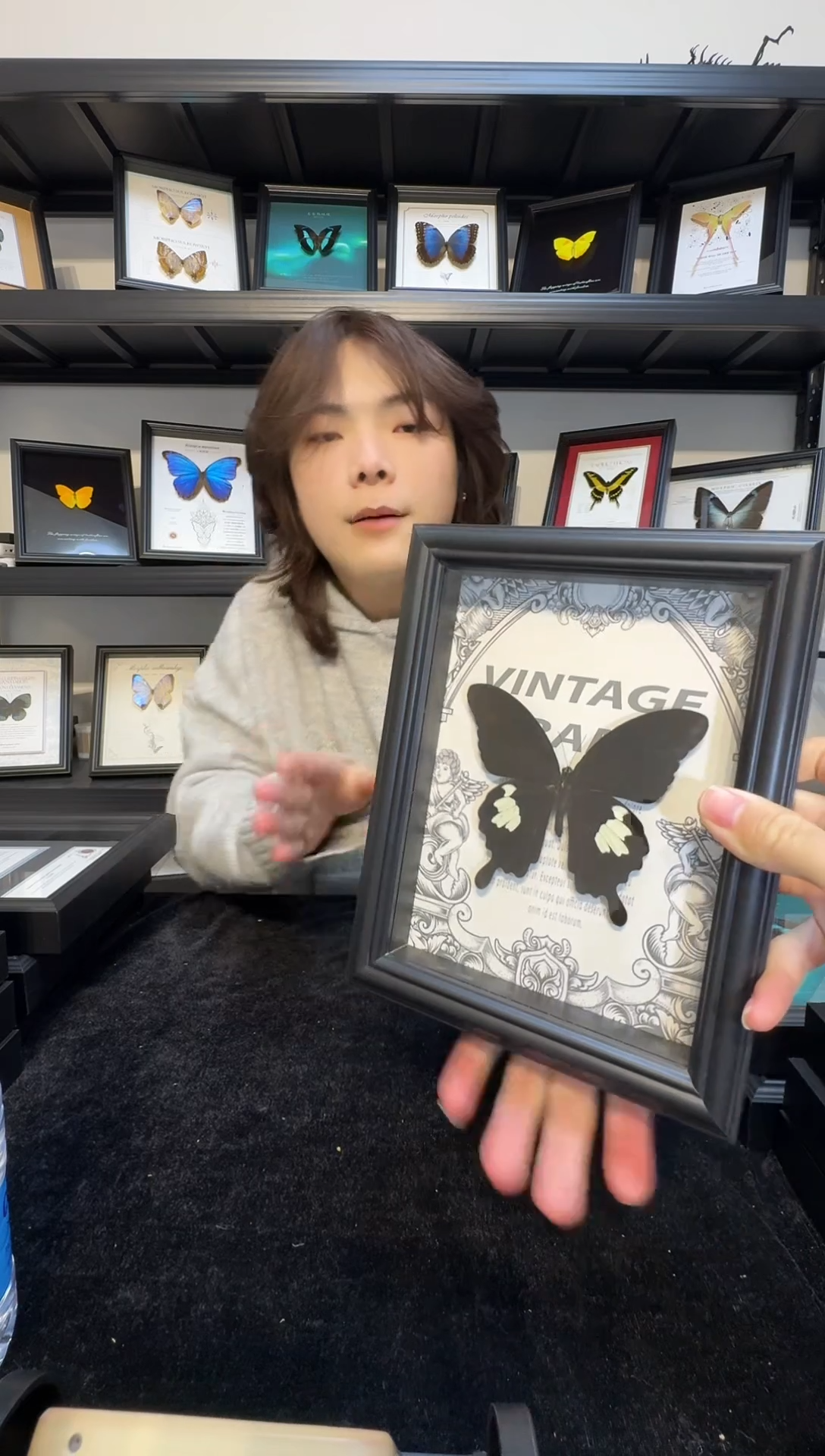 玻璃真实蝴蝶标本