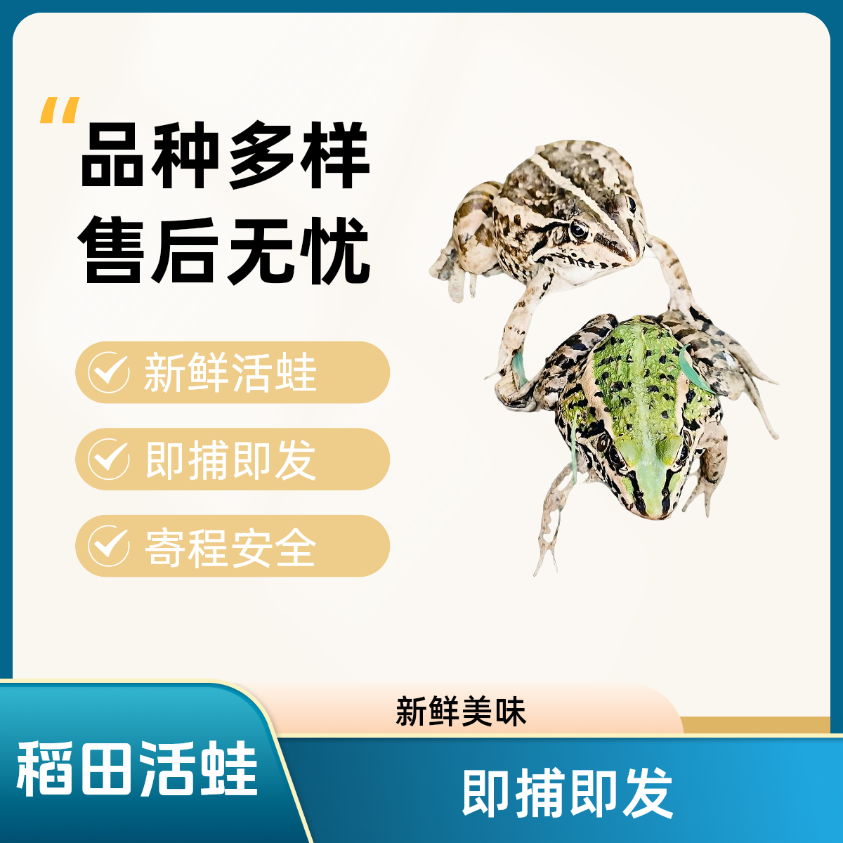 活体发货稻田养殖新鲜活蛙（中蛙12至14只/斤）