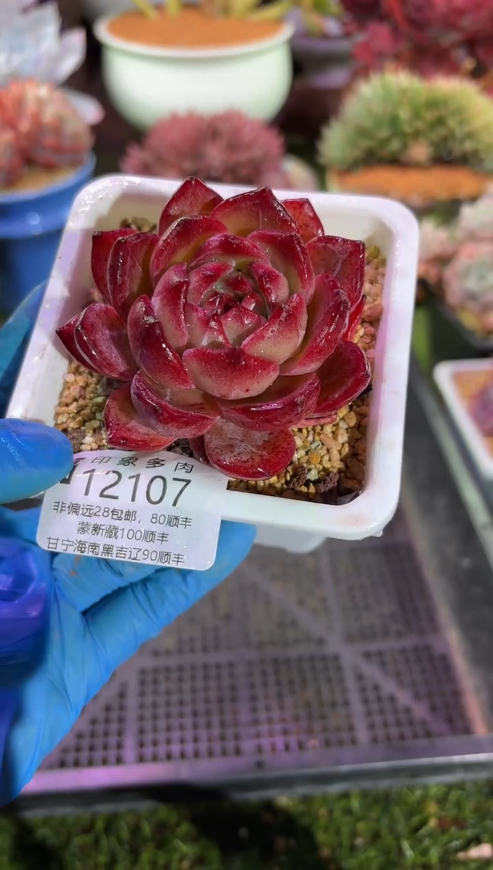 【闪购商品】12107