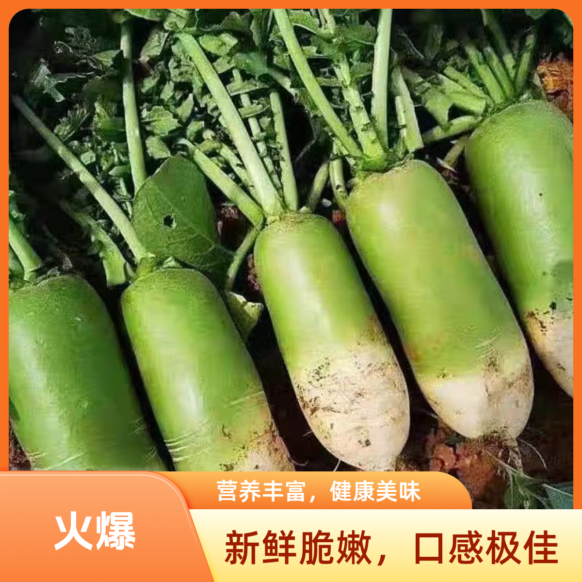 【河南青萝卜】新鲜老品种青皮萝卜农家自种现挖现发清脆多汁可生吃