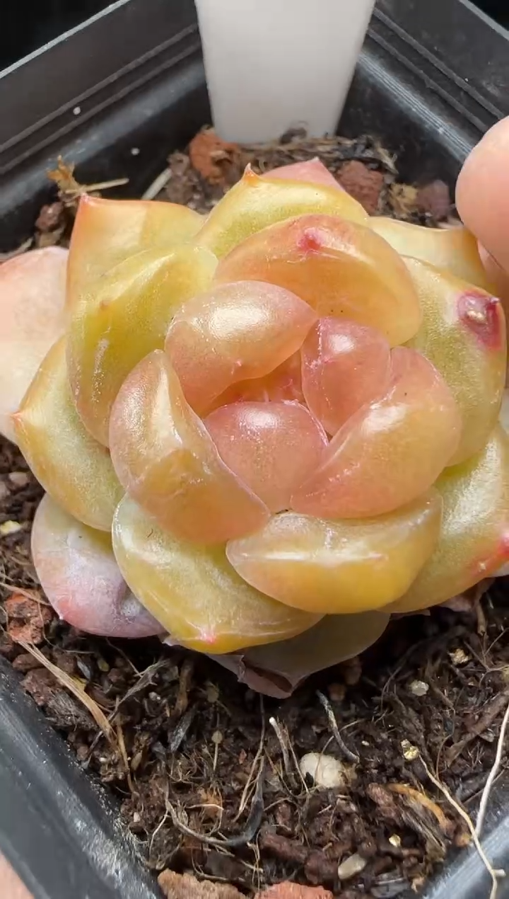 【闪购商品】一物一拍0219—145