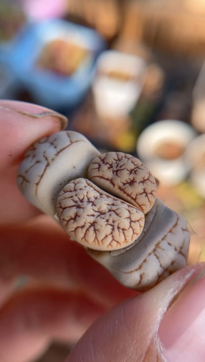 【闪购商品】直播间一物一拍7035