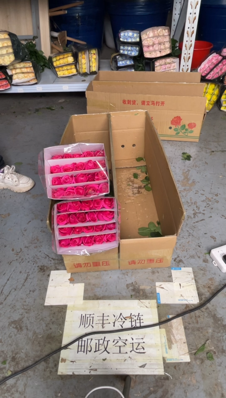 佛洛依德3扎                