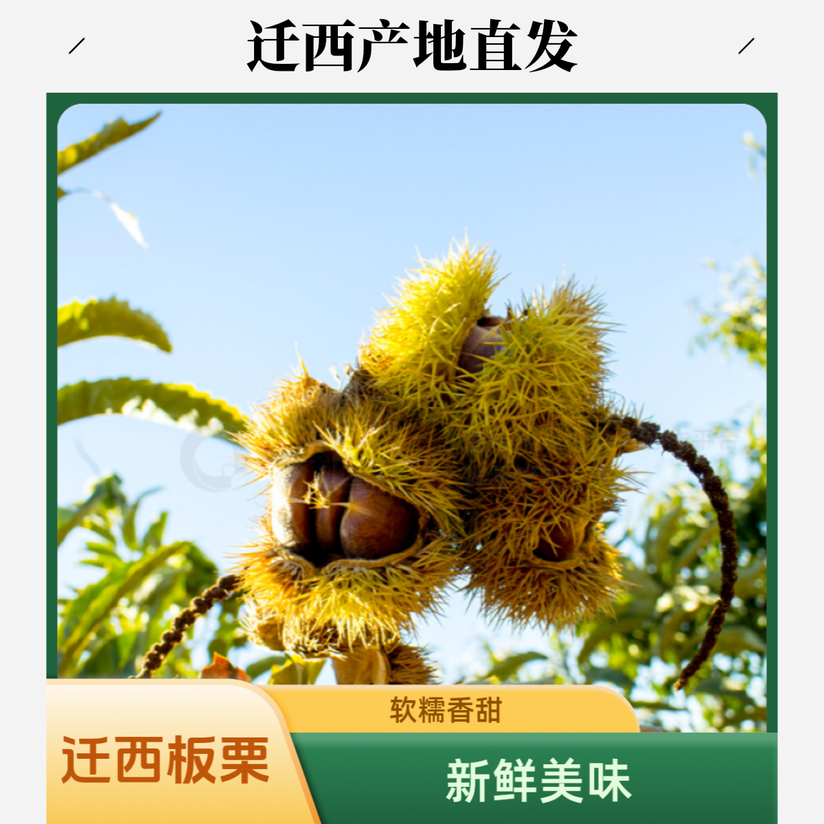 2025新鲜迁西板栗3113粉糯香甜（坏果包赔）（产地直发）正宗生板栗