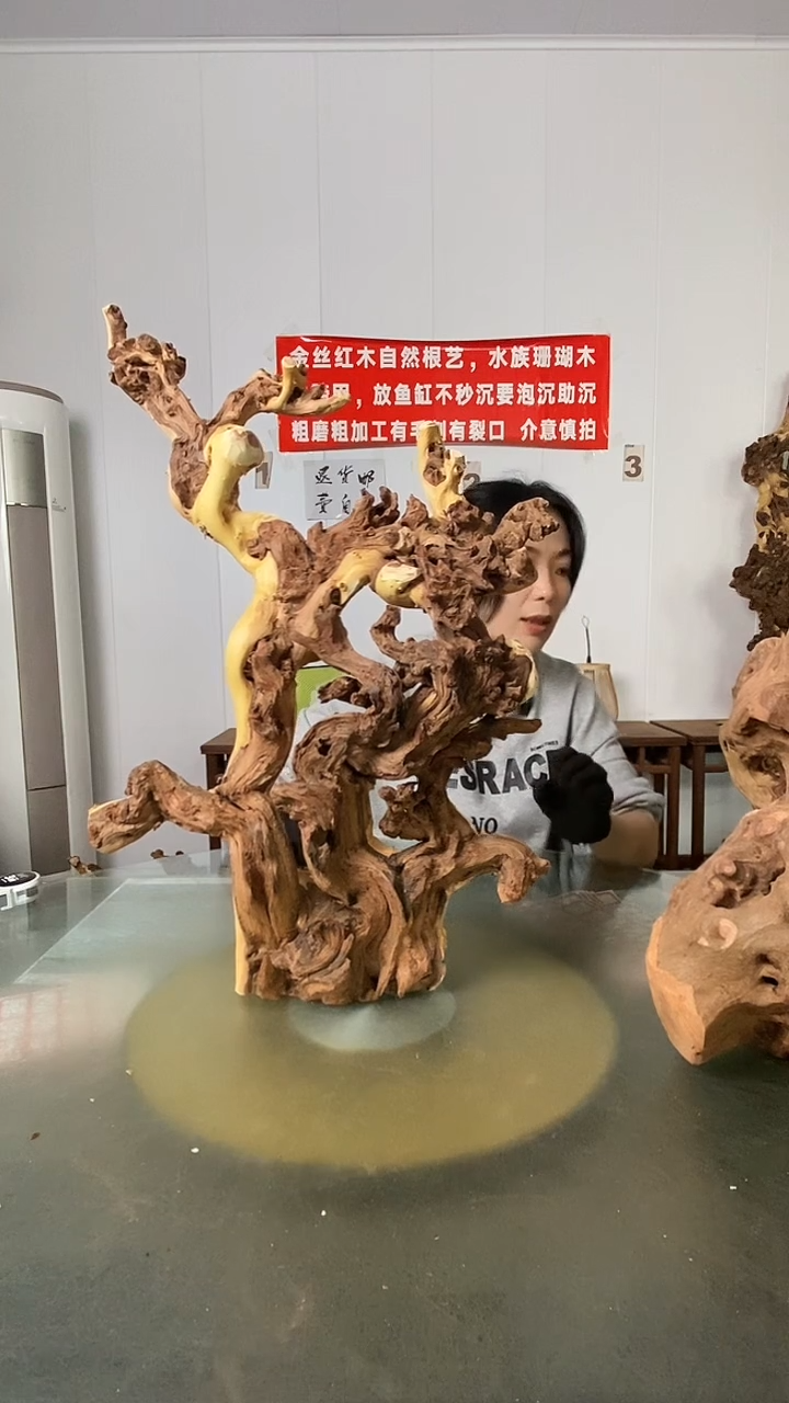 木碧**天金丝红木 羊蹄甲