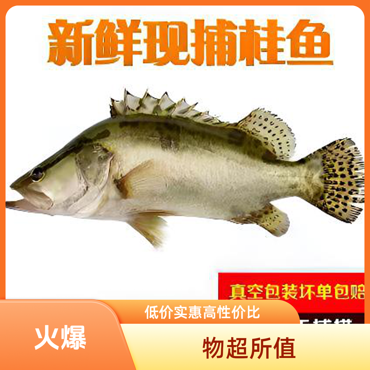 【许榕真专属】苏州太湖生态桂鱼肉嫩鲜甜刺少新鲜捕捞美味直达