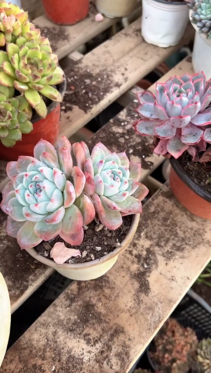 欣**光多肉植物一物一拍09355