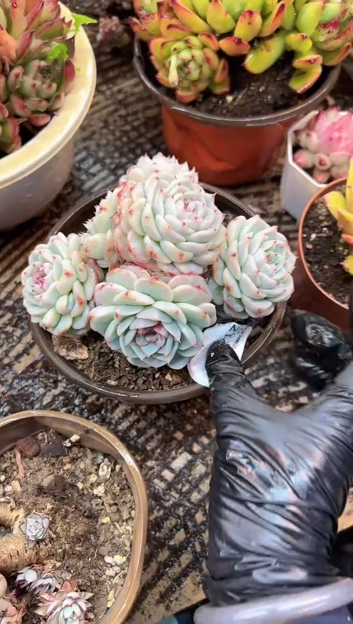 戴*梅多肉植物一物一拍21444