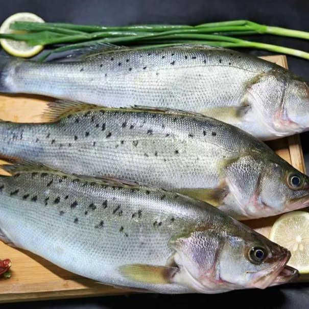 【伊帆与渔业】 新鲜三去开肚鲈鱼每条500g/540g到手4条团购套餐