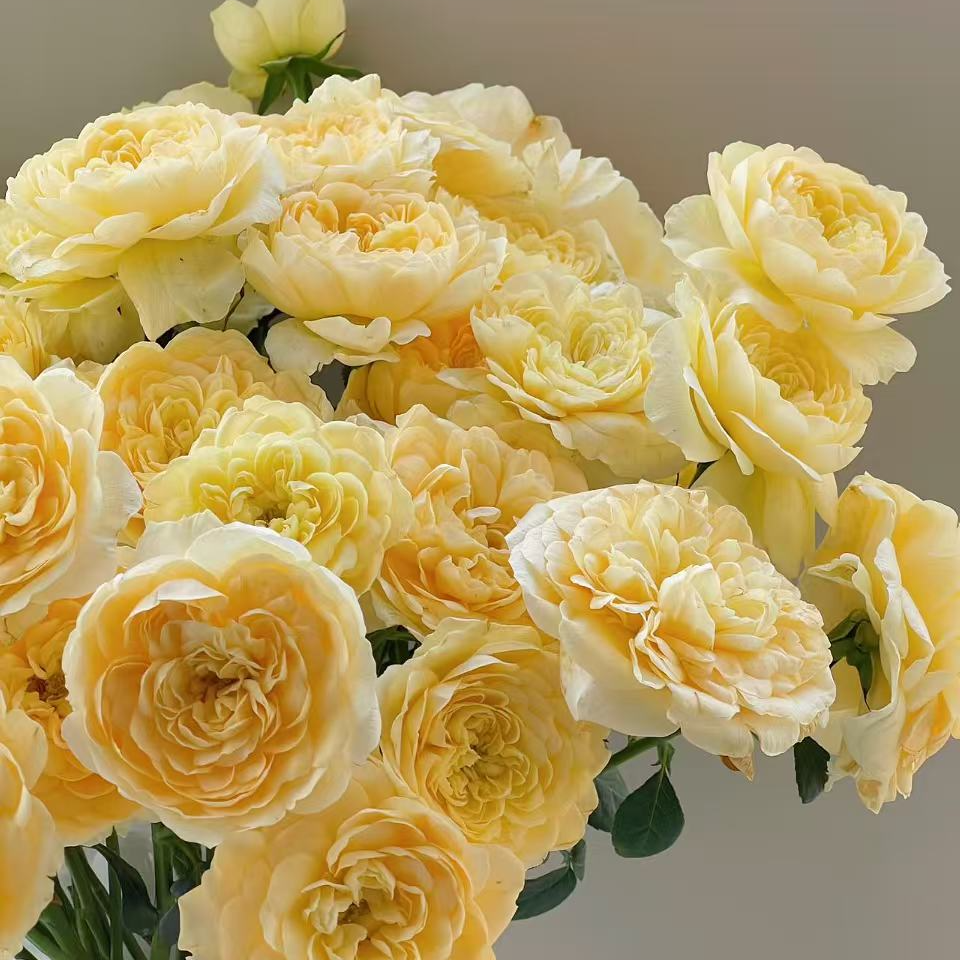 蜜柚果汁  多头玫瑰  5枝