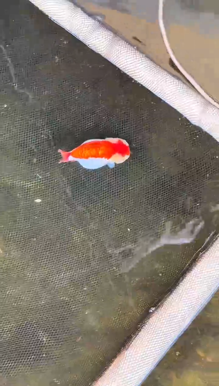 金鱼Z*Z水娃娃渔场兰寿观赏鱼 不包邮