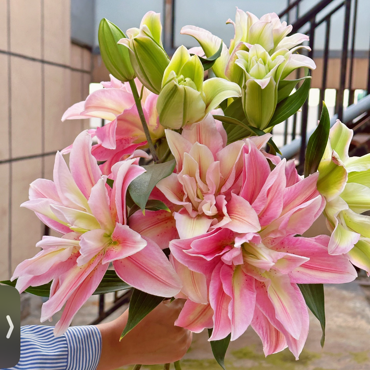 【萨拉/变色龙】13/15 重瓣香水百合进口多年生盆栽地栽百合种球