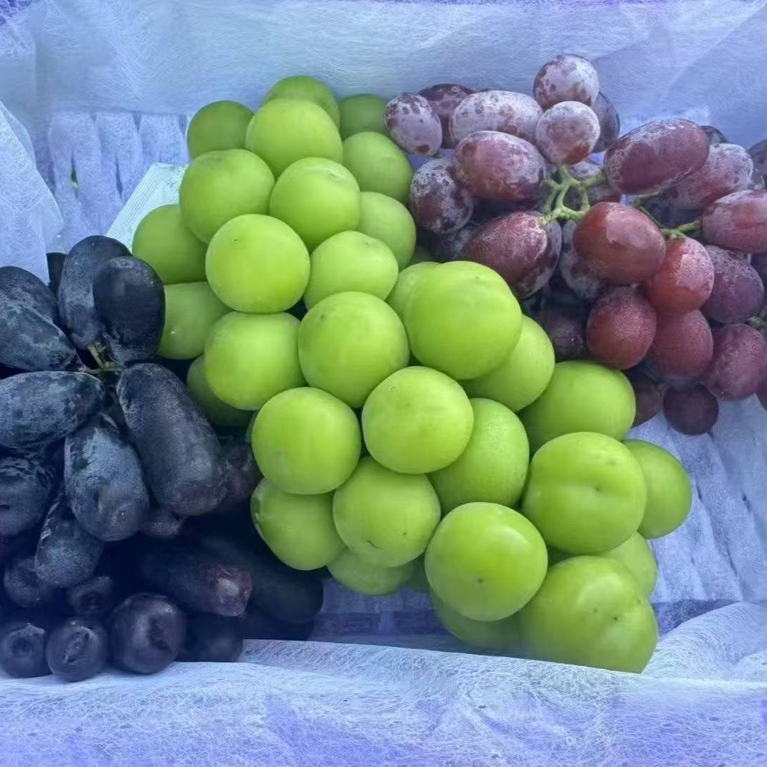 【双福翠宝宝】云南三色葡萄 金手指克伦生阳光玫瑰 只发川渝