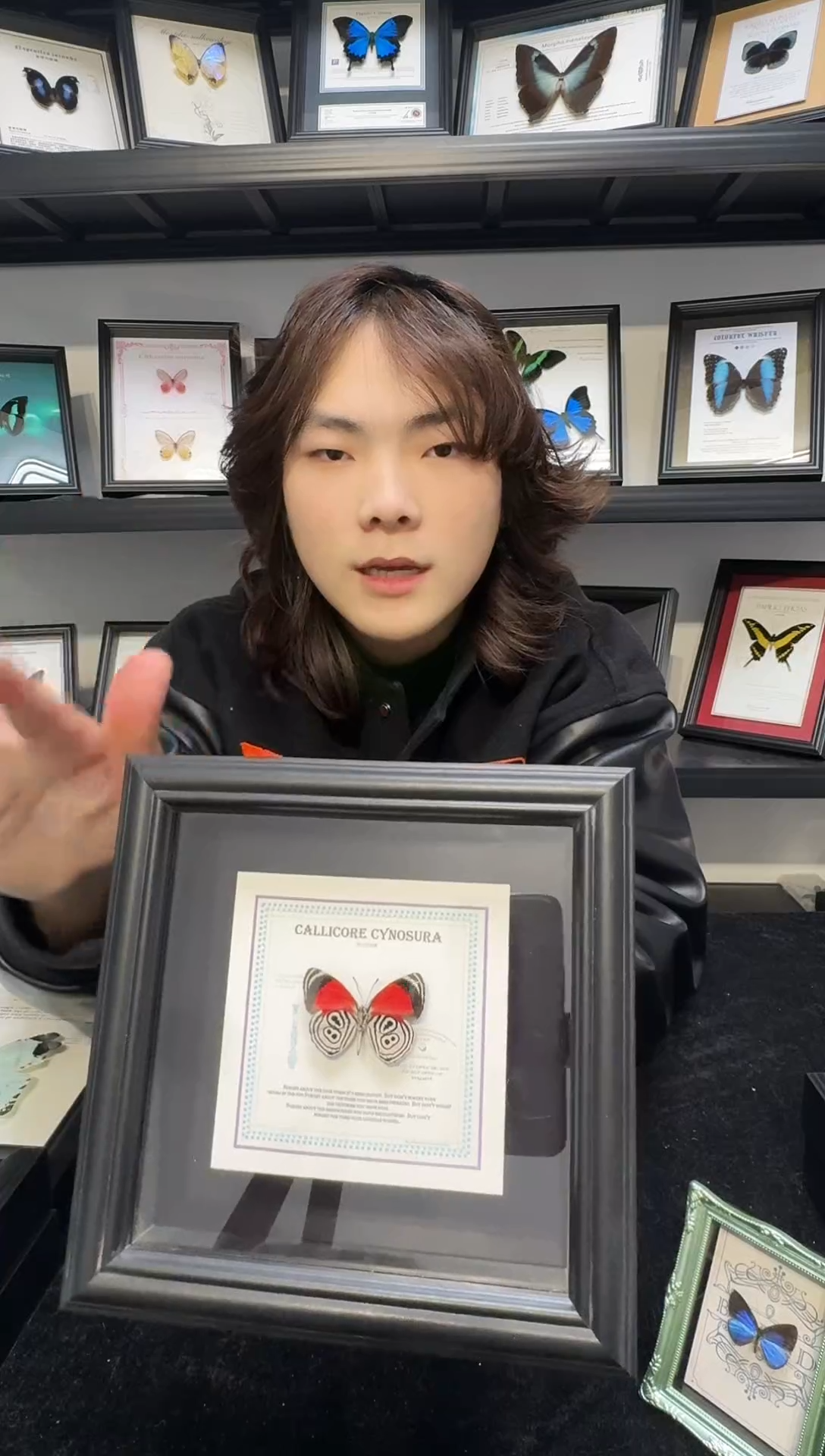 玻璃一物一拍，真实蝴蝶标本