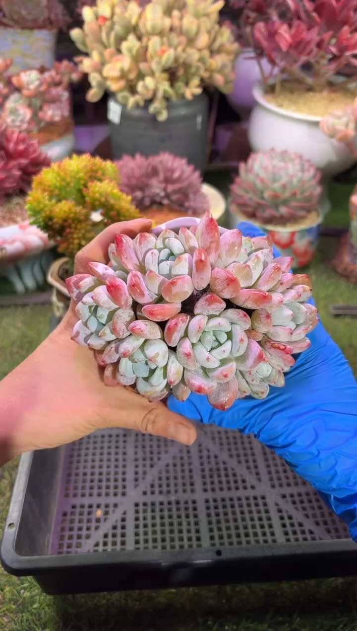 【闪购商品】03052