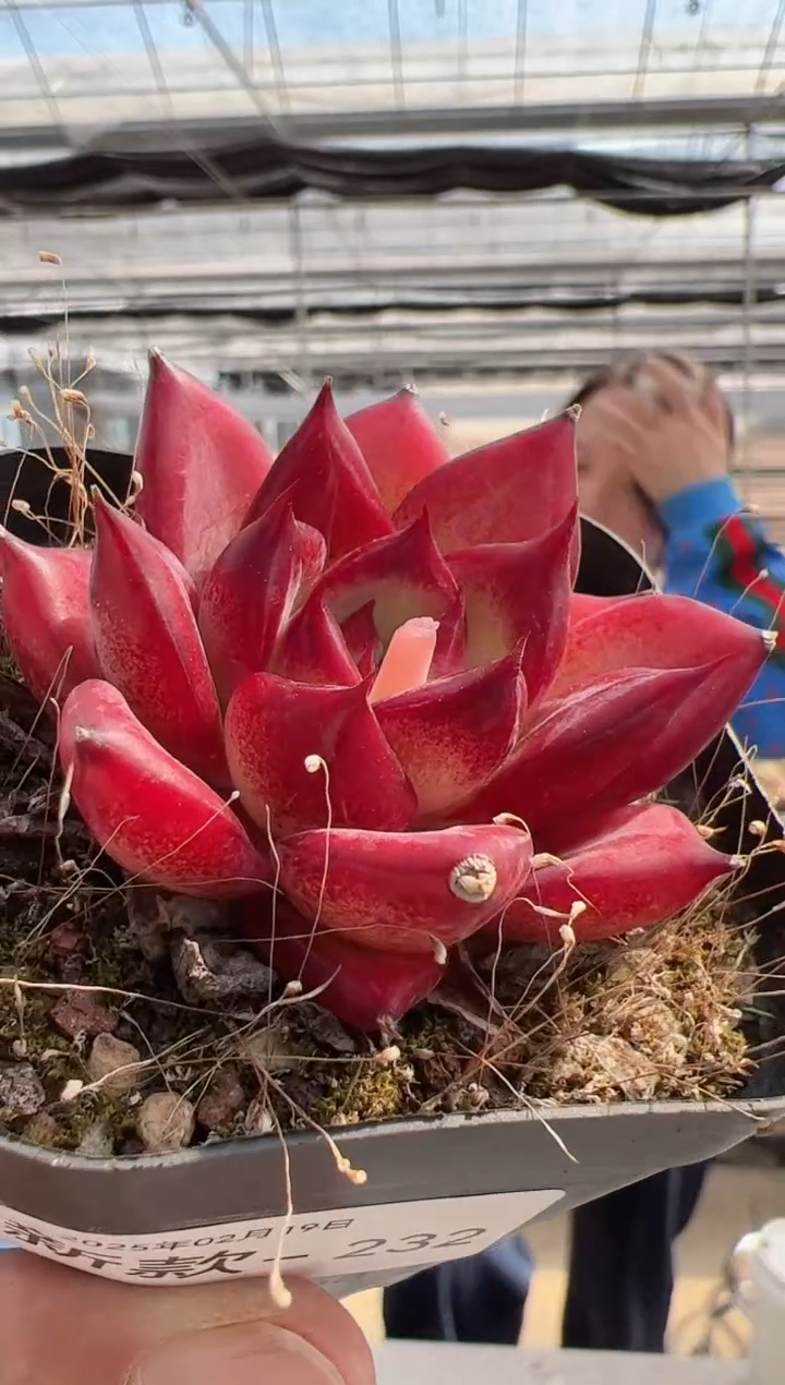 【闪购商品】新款多肉-232