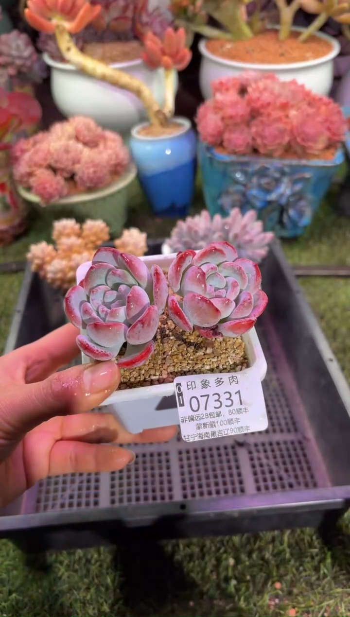 【闪购商品】07331