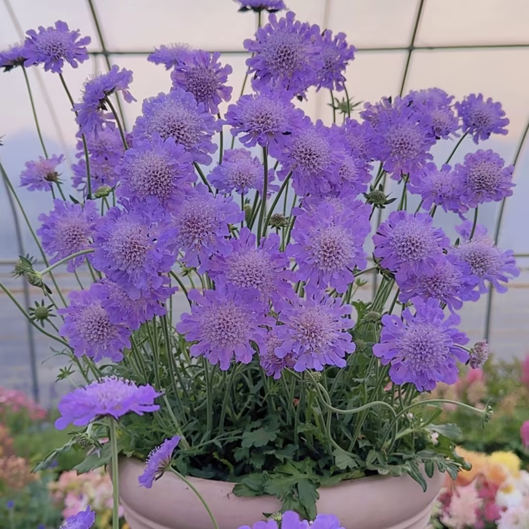 【庭院植物】圣代花盆栽苗多年生宿根阳台庭院花园植物耐寒四季开花