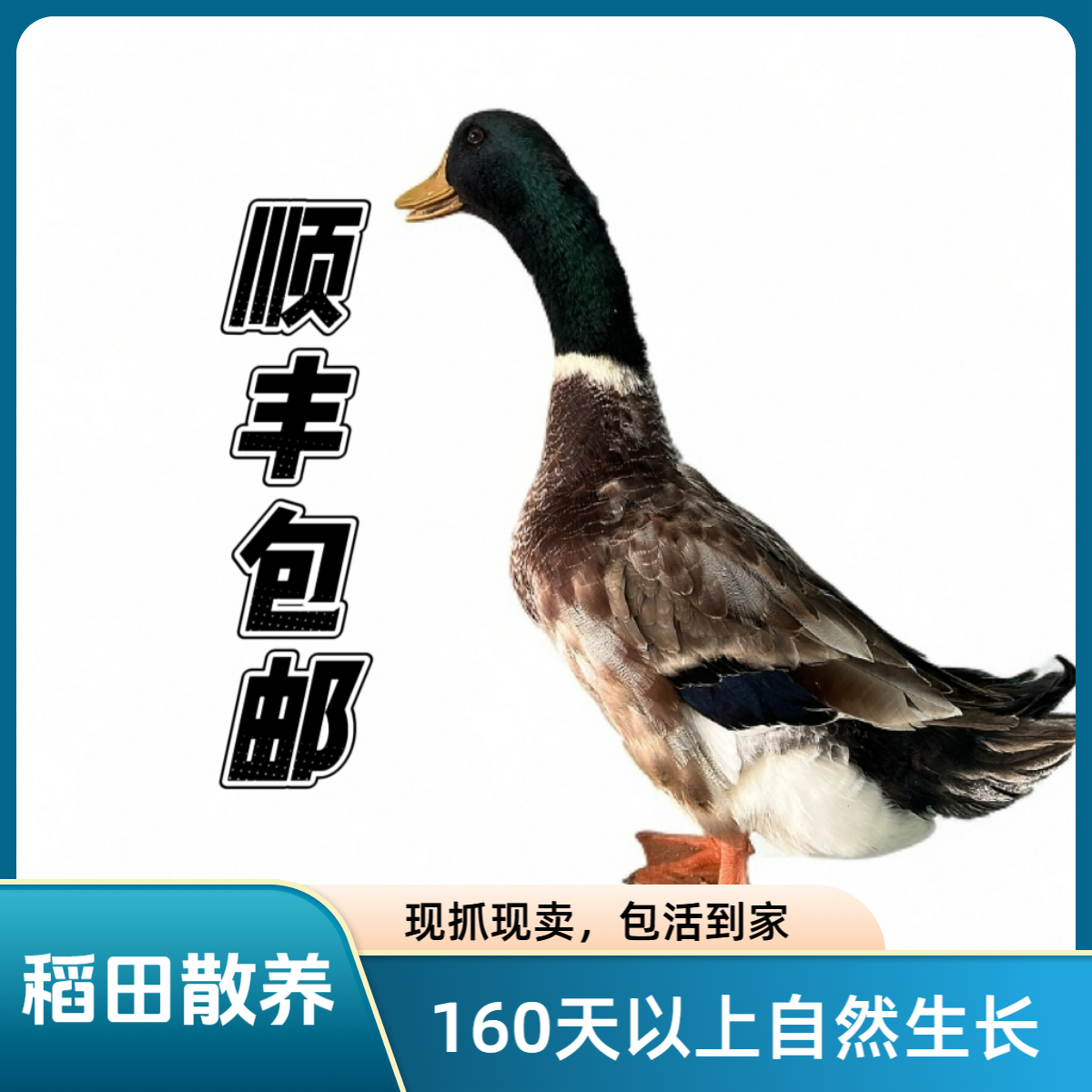 （现抓现发）灵山稻田散养160天以上青头土鸭顺丰包邮