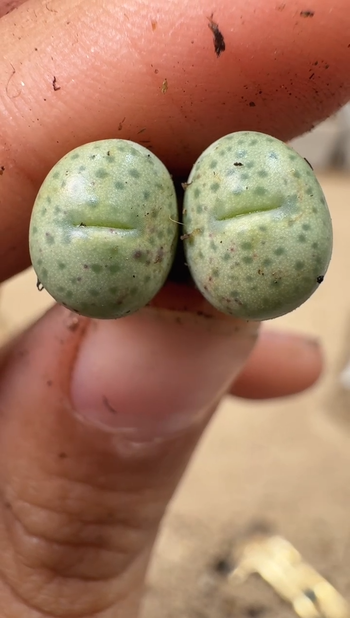 ?****️多肉植物肉锥4-129