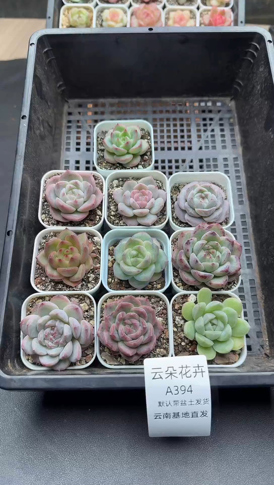 珍妮杂交多肉A394