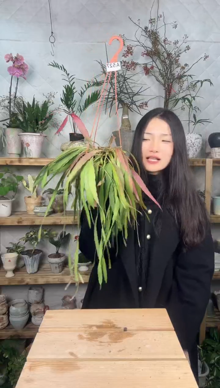 无花朵527红叶丝维育苗盆