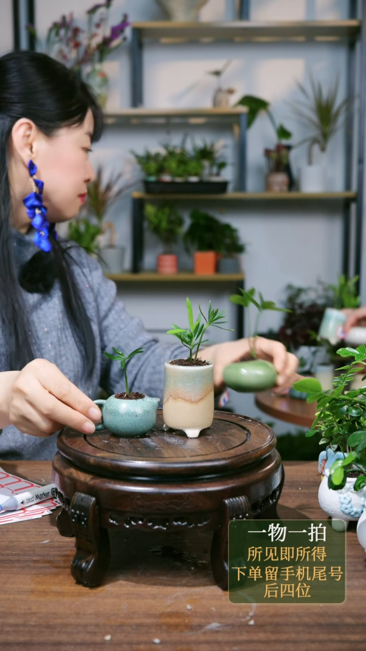 【闪购商品】111---9659黄罗汉松绿竹柏