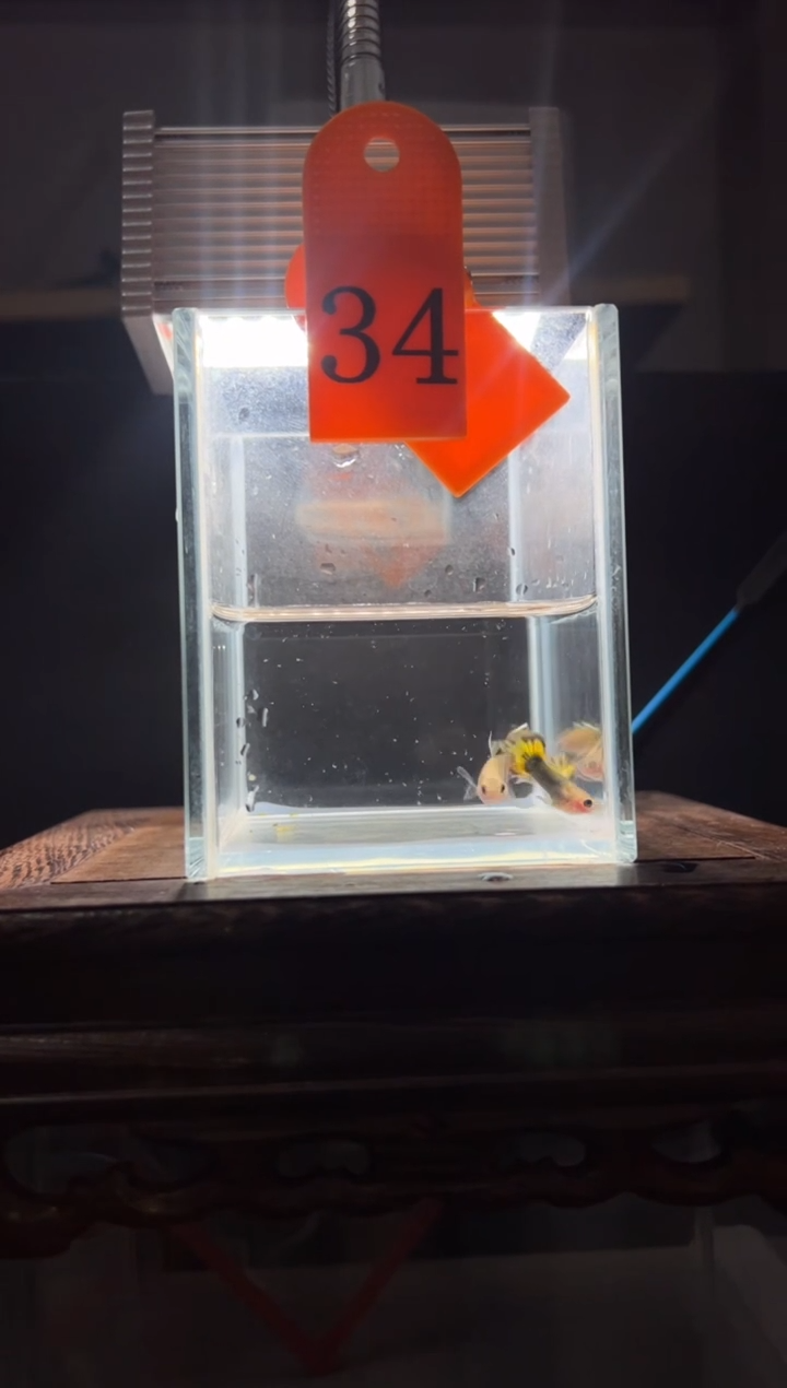 孔雀鱼小蜜蜂短c体34