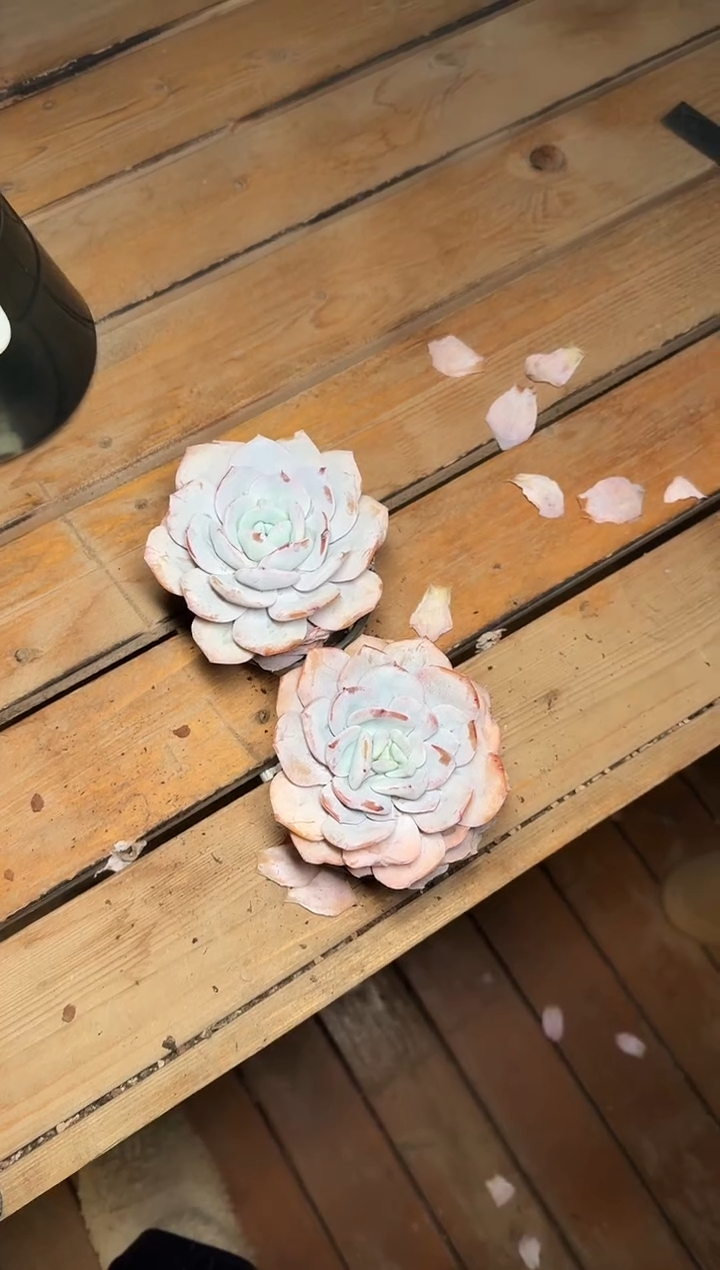 90#白盆老桩奶茶单头（7-10cm）脱土多肉