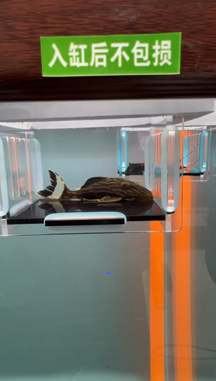 清道夫132号 27入缸不包损录制完整开箱视频7.4厘米