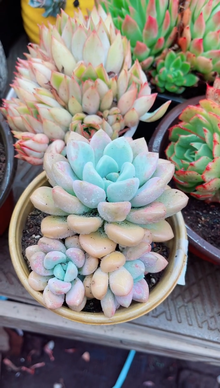 26047多肉植物一物一拍