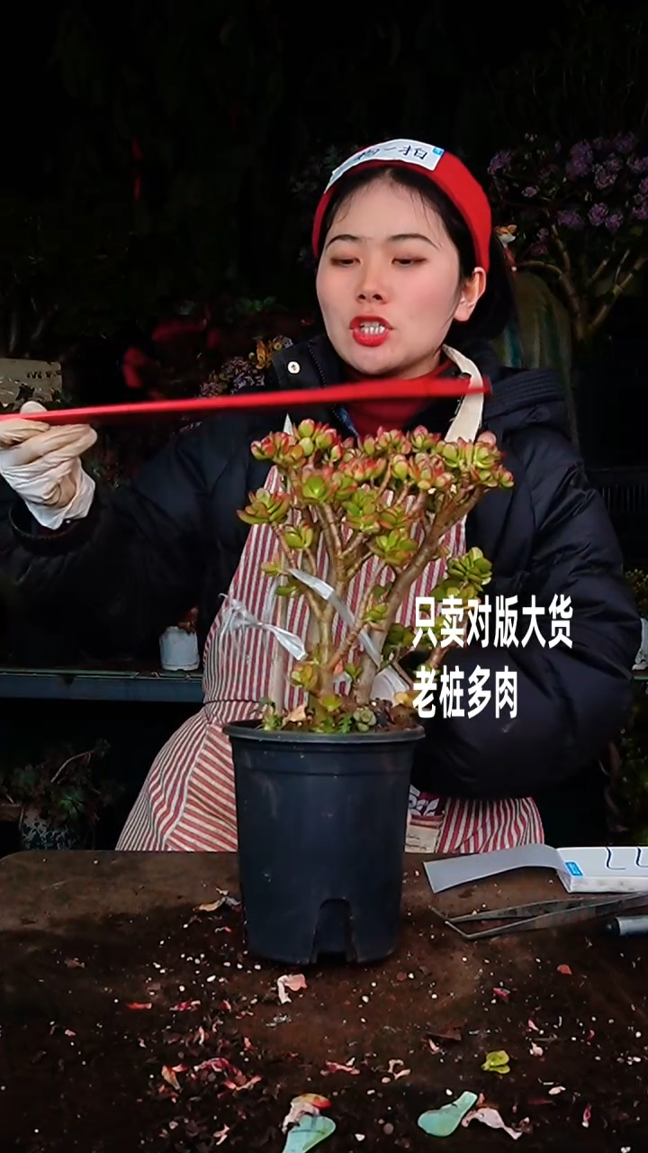 【闪购商品】小摇钱树77号