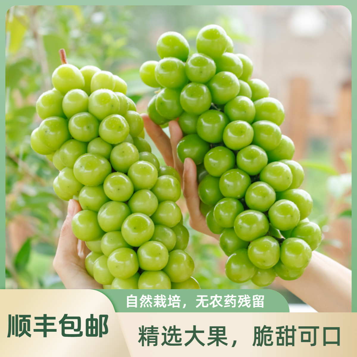 【顺丰次日达】云南阳光玫瑰葡萄晴王无籽青提新鲜采摘4斤装新鲜水果云南省