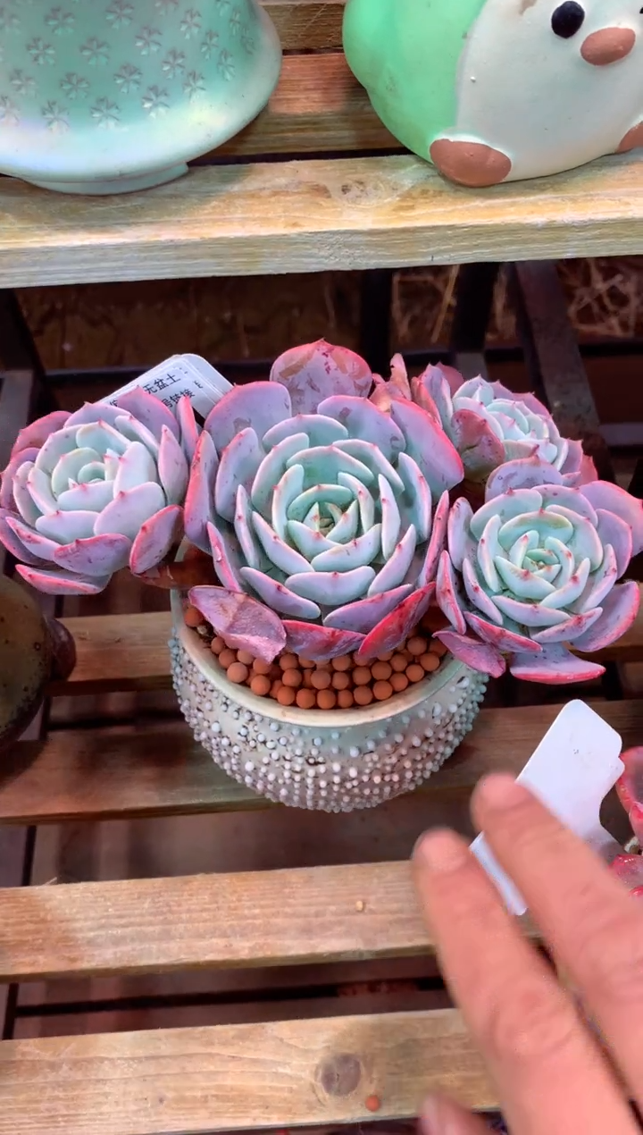 216L（一物一拍，精品多肉，所见即所得 ）