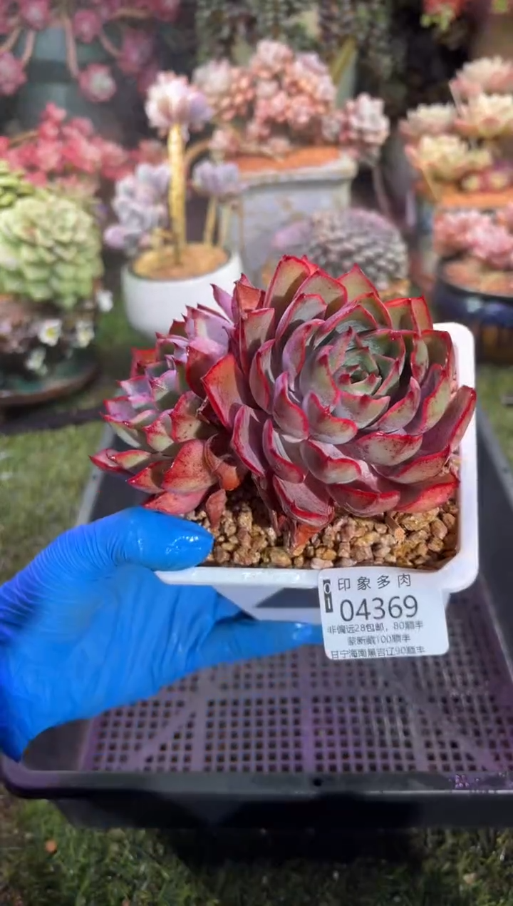 【闪购商品】04369