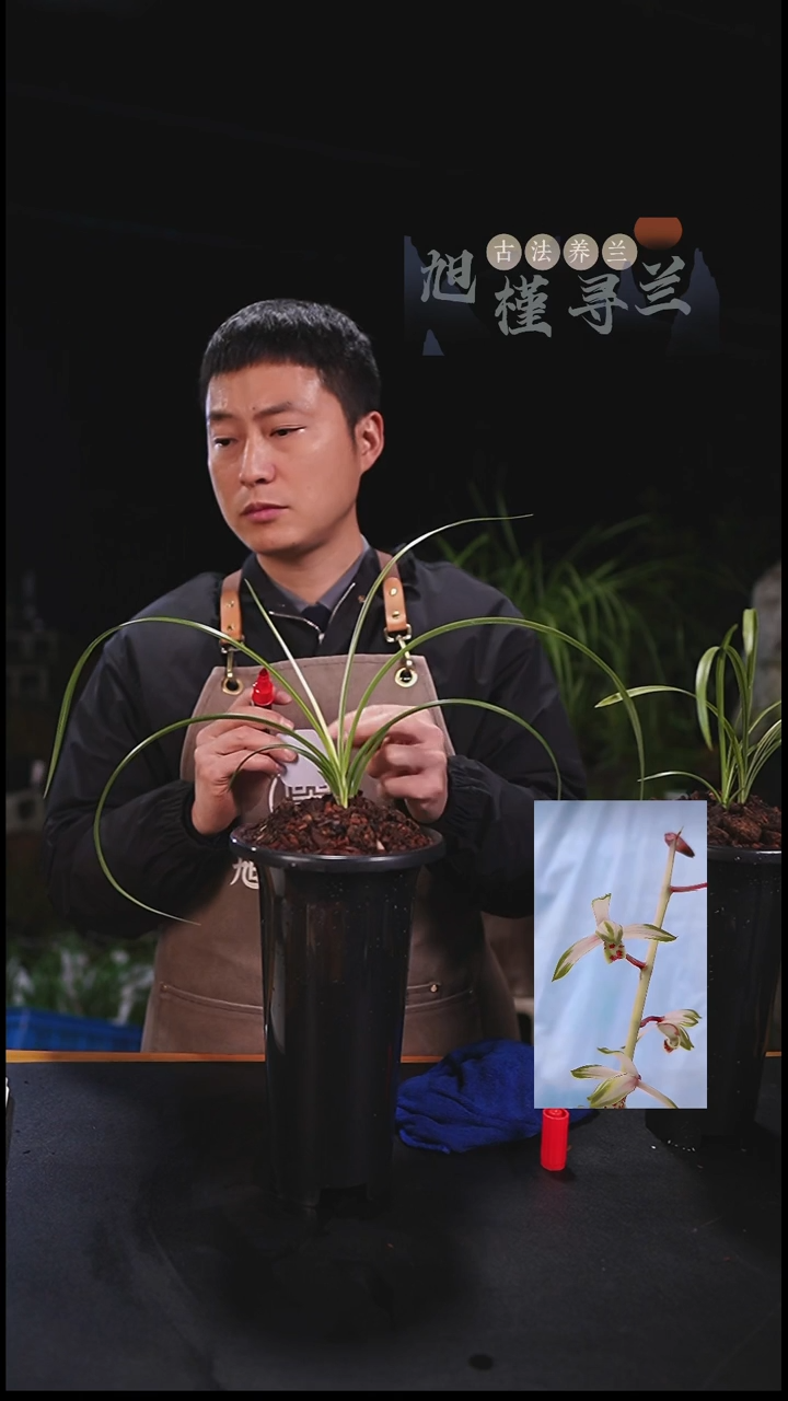 当前无花栽培后可以开花似**兰蕙兰九龙呈祥（龙头苗带芽）