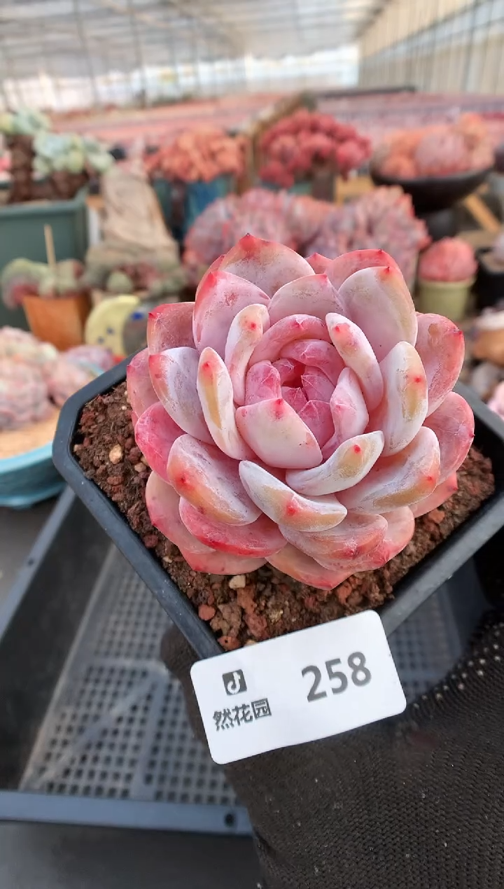 【闪购商品】258雪天使一物一拍