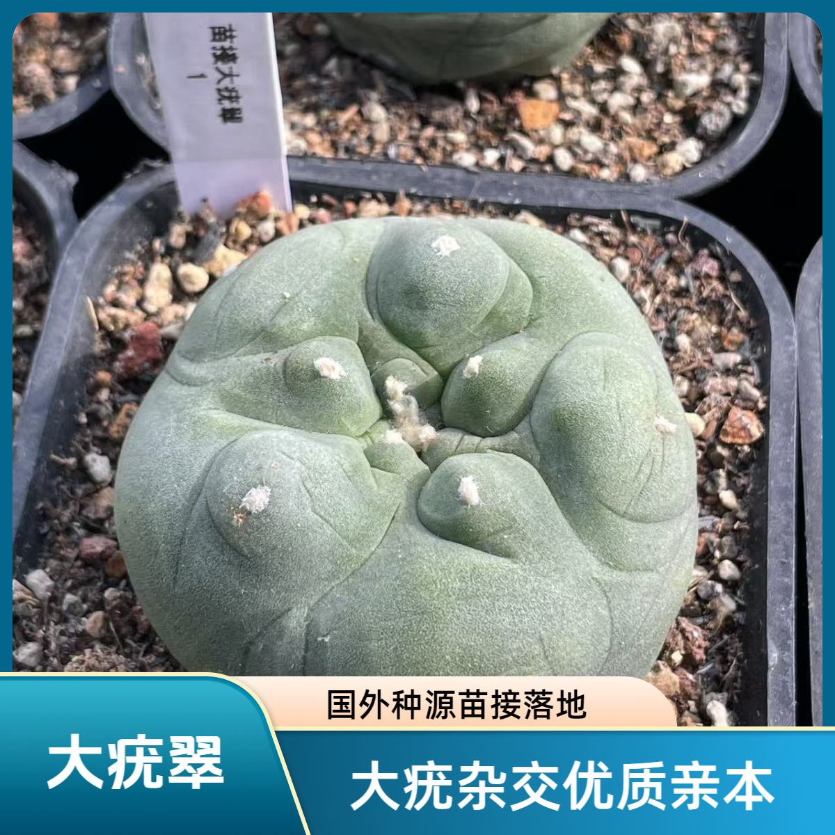 苗接大型翠 仙人球 嫁接落地 多肉植物带盆发货