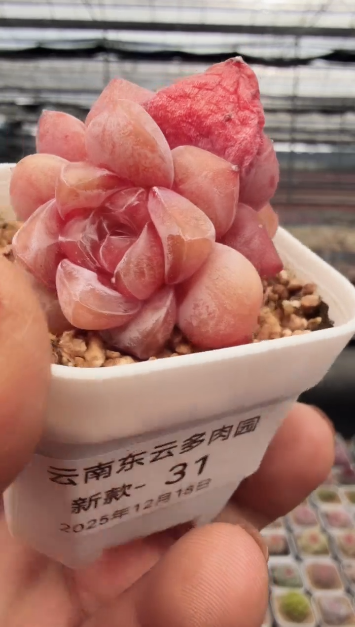东云多肉园新款-31