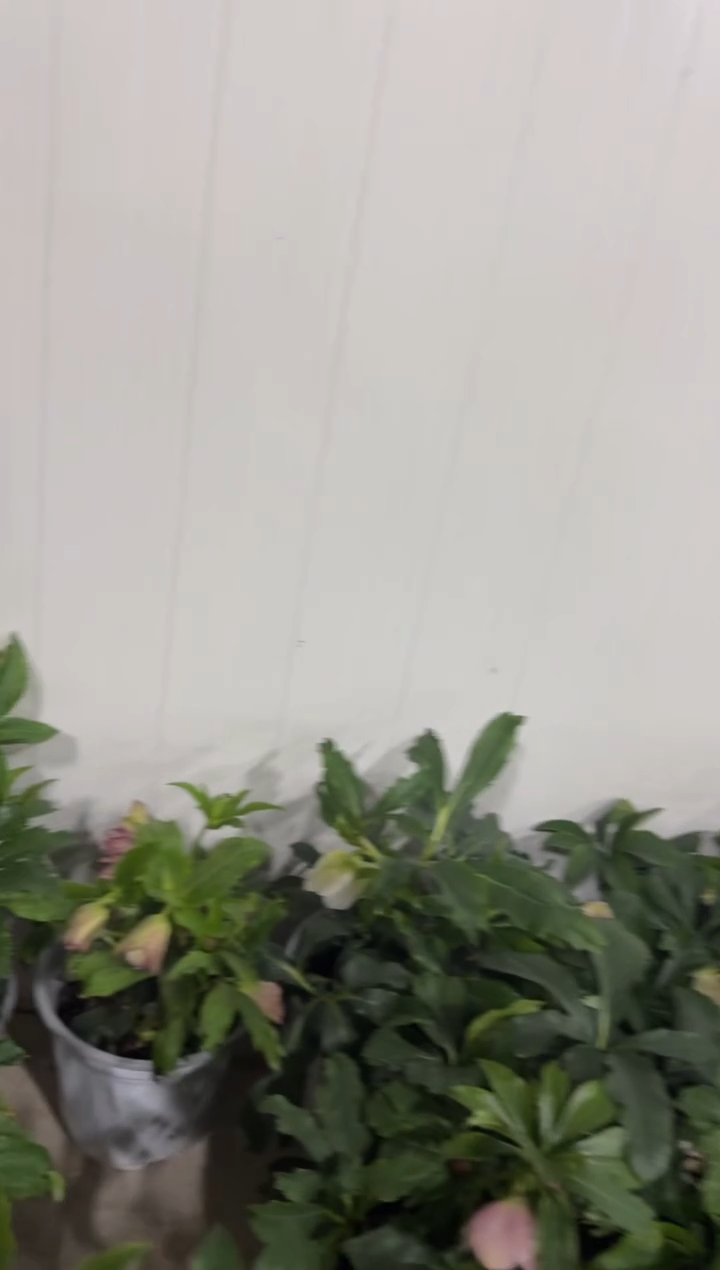 墨*29.9   墨墨    铁筷子