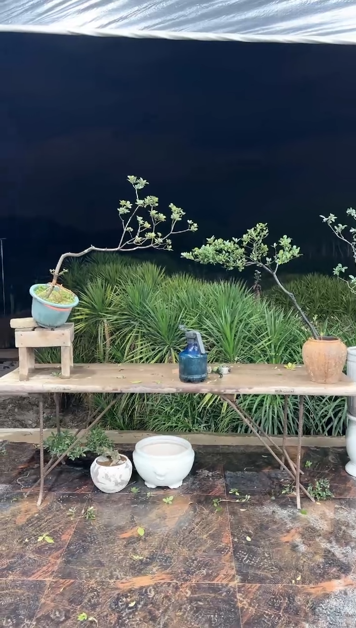 【闪购商品】盆景海岛春花