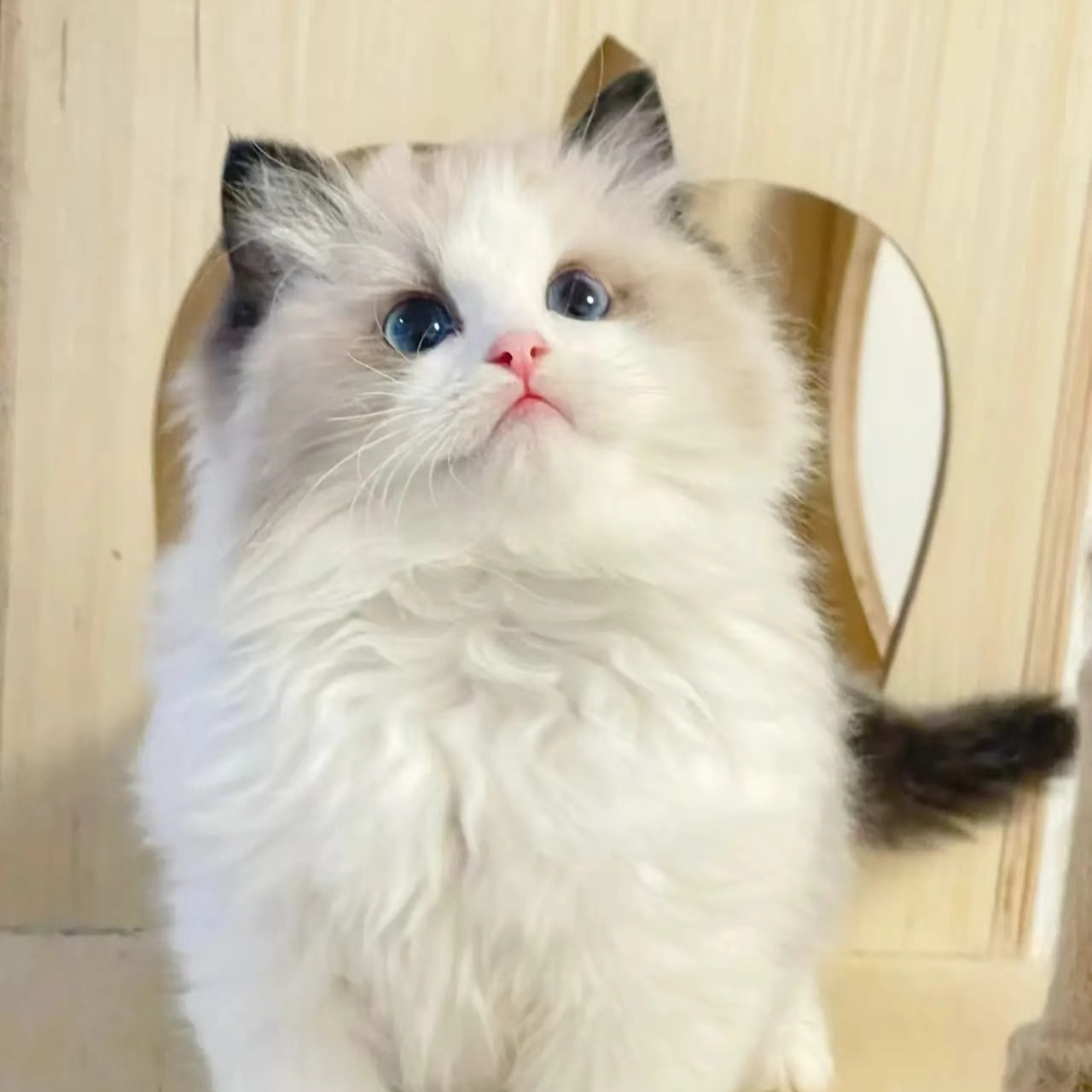 【全品类猫咪】金渐层蓝金渐层布偶英短等活体