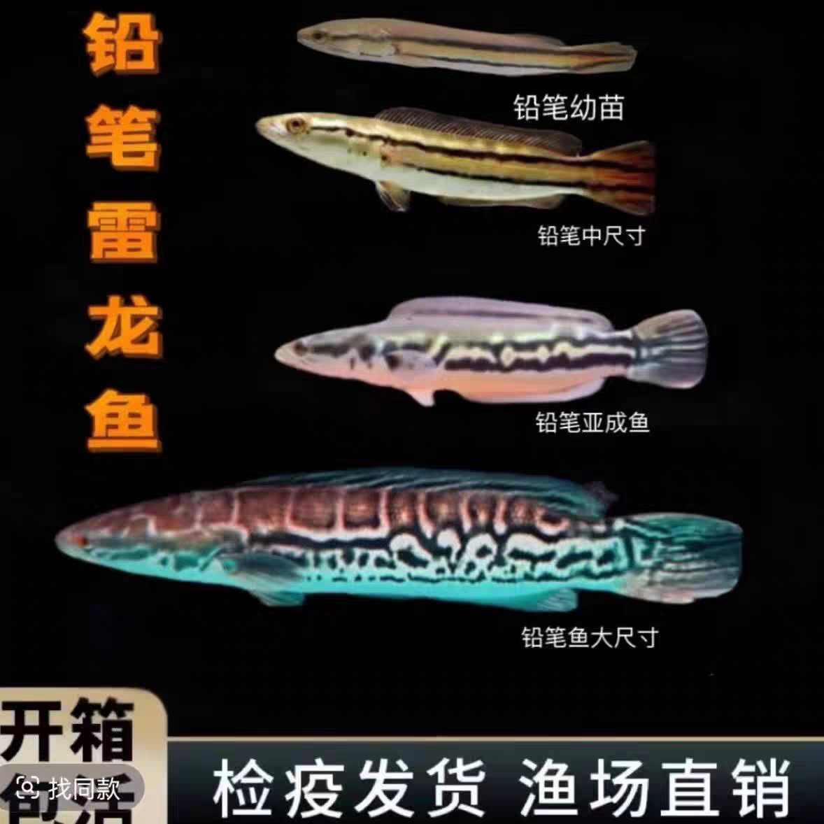 热带大型凶猛肉食观赏鱼铅笔鱼雷龙鱼苗活体好养耐活